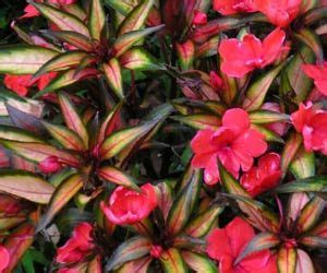 We did not find results for: Shade Loving Plants & Flowers in Fort Worth Texas ...