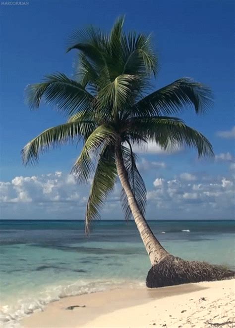 Palm Tree Animated  Cool Download Hd Wallpapers