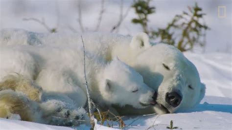 National Geographic On Twitter See How Polar Bear Cubs Learn From