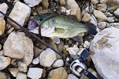 How To Catch Bass In A Pond Quick Guide