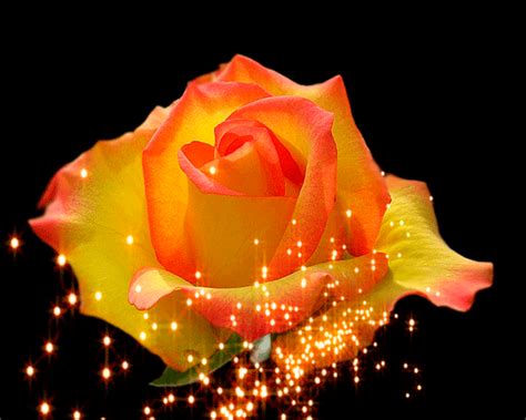Decent Image Scraps Rose Animation Rose Beautiful Roses Beautiful
