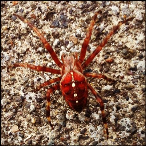 What Is This Gorgeous Red Spider With Metallic Looking Markings At The