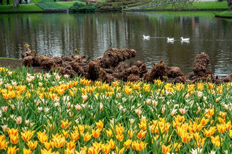 Tips For Visiting Keukenhof Gardens And The Tulip Fields In The Netherlands