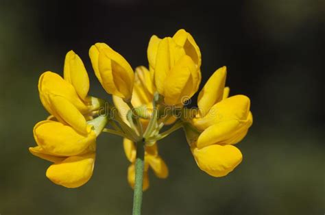 Coronilla Juncea Legume Plant Of Beautiful Yellow Flowers Forming