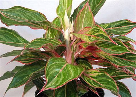 Find the right outdoor on sale to help complete your home improvement project. AGLAONEMA FOR SALE NAPLES