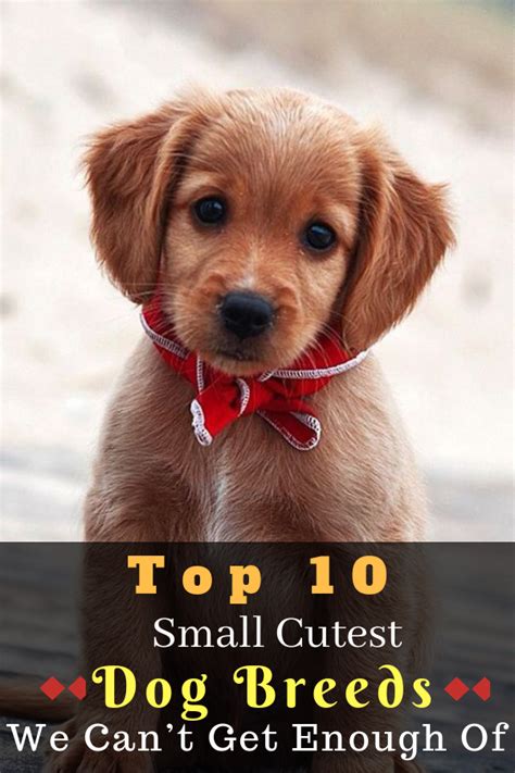 Top 10 Cutest Dog Breeds — Small Cutest Dogs We Cant Get Enough Of