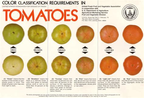 Theres More Than One Way To Ripen A Tomato How To Ripen Tomatoes Ripen Green Tomatoes