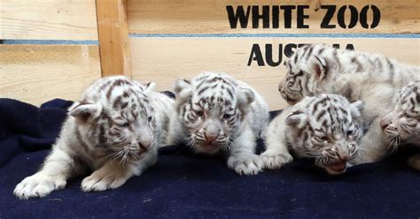 Rare White Tiger Cubs Make Their Public Debut