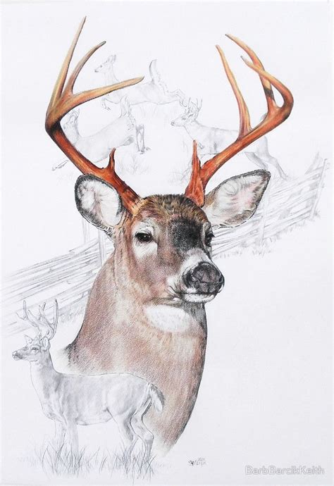 White Tailed Deer By Barbbarcikkeith Deer Art Deer Painting Deer