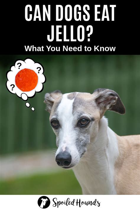 This is the newest place to search, delivering top results from across the web. Can Dogs Eat Jello? What To Know About Dogs and Gelatin