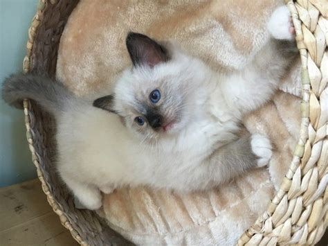 Ragdoll Cats For Sale Columbus Oh 291183 Petzlover