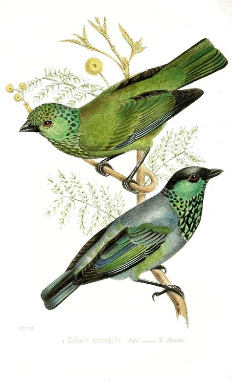 vintage parrot illustration
