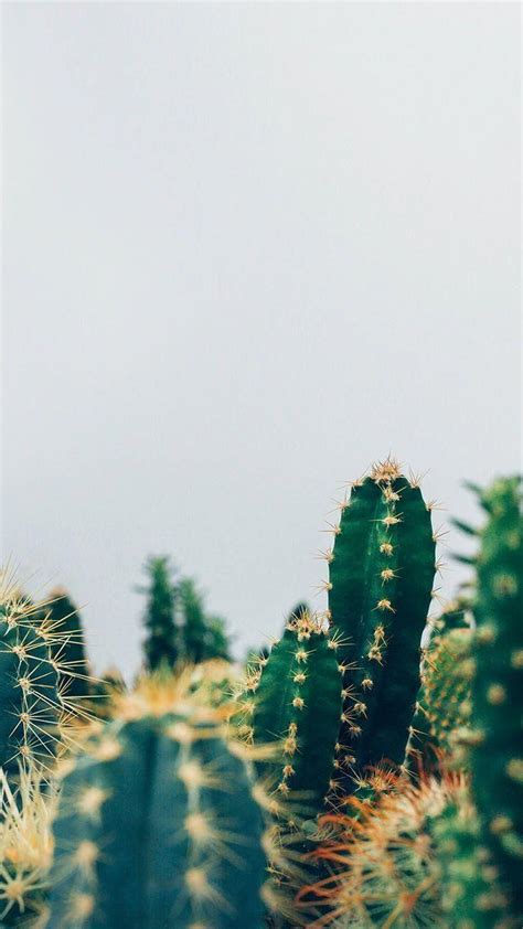 Aesthetic Cactus Wallpapers Top Free Aesthetic Cactus Backgrounds