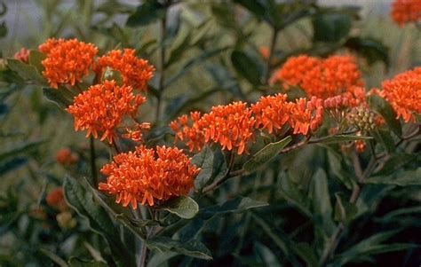 Online Plant Guide Asclepias Tuberosa Butterfly Weed