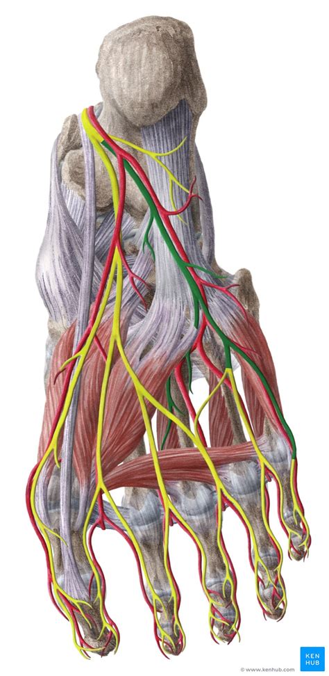 Plantar Foot Nerve Anatomy