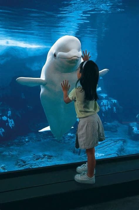 Baby Beluga Whales Can Grow To 15 Ft Weigh To 3300 Pounds Baby
