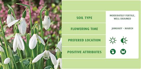 Tag your photos with #myjparkers 📸 shop now ⬇📦 linktr.ee/jparkersbulbs. February Plant of the Month - Snowdrops - Gardening Tips ...