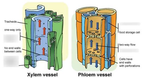 Differences Between Xylem And Phloem Major Differences