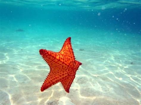 Mesmerizing Starfish Returning To The Ocean Floor
