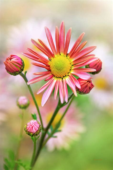 Pink Chrysanthemum Flower Photograph By Christina Rollo Fine Art America