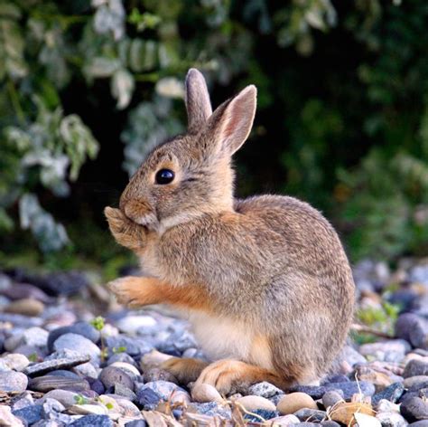 How do you get rid of bunnies in a garden? How to Keep Rabbits Out of Your Garden | Rabbit garden ...