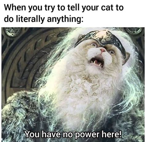 Cat Meme By Damusicgamer Memedroid