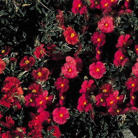 Buy Red Helianthemum Plants J Parker Dutch Bulbs