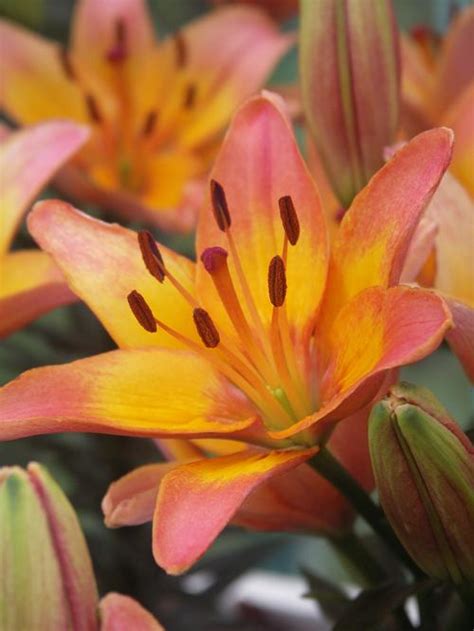 Lilium Asiatic Pot Lily Tango Passion Ladylike From Growing Colors