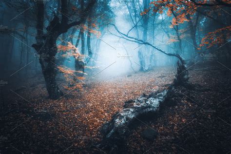 Mystical Forest In Blue Fog Autumn High Quality Nature Stock Photos