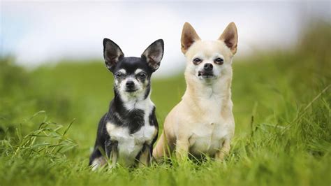 To determine the cost of onboarding a new employee in your organization, you'll need to start with a few pieces of course, the cost of onboarding a new employee isn't the only factor when you're considering how to onboard effectively. How Much Do Chihuahua Dogs Cost? | Reference.com