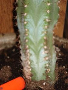 Large desert cacti, such as prickly pear (opuntia spp.), hardy in u.s. Saving a Broken Cactus | ThriftyFun