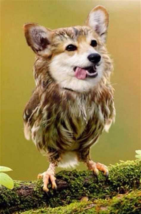 21 Animal Hybrids That Are Horrifyingly Hilarious Today News