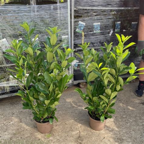 Cherry Laurel Hedging Plants For Sale Prunus Rotundifolia Delivery