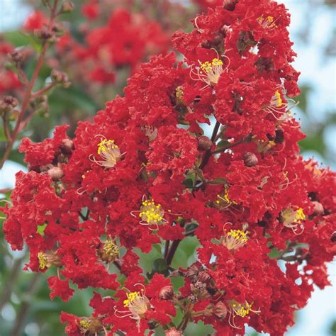 Lagerstroemia Indica Miss Frances Southern Living Crape Siteone