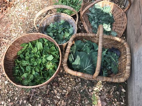 Notes from the Organic Vegetable Garden | Master Gardeners of Northern Virginia