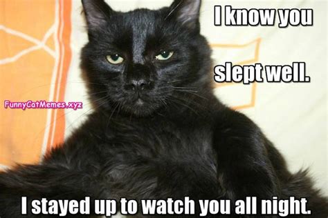 Funny Cat Memes Best Cute Kitten Meme And Pictures