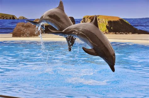 Dolphin Marine Conservation Park 65 Orlando St Coffs Harbour Nsw