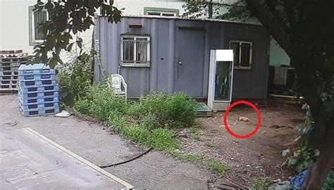 학교에 갑자기 좀비 한마리가 들어와서. 태어난 지 두 달 된 아기 강아지를 던져 죽인 할아버지 - 인사이트