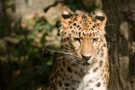 Amur Leopard Marwell Wildlife Zoochat