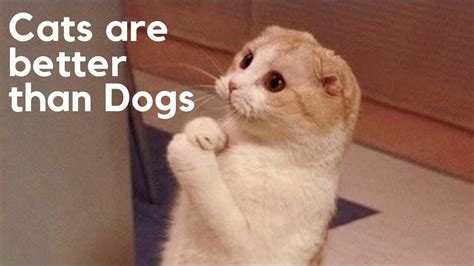 10 Reasons Cats Are Better Than Dogs Youtube