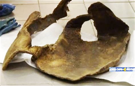 Woolly Mammoth Skin Found Well Preserved In Permafrost Gives New Hope For Cloning