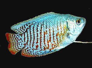 Maybe you would like to learn more about one of these? Breeding Dwarf Gouramis and Amazon River Fish.