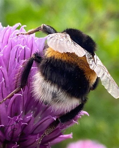 The Worlds Greatest Collection Of Bumblebee Butts Bumble Bee Bee