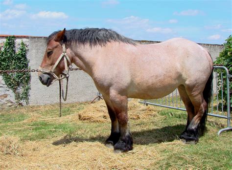 Horse breeds originating in Belgium. | Native Breed.org