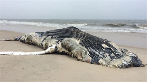 Dead Humpback Whale Washes Up On Fire Island Beach Abc7 New York