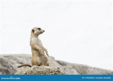 Meerkat Suricate Suricata Suricatta Standing Sentry In Captivity