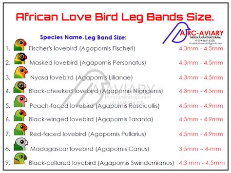 African Love Bird Leg Bands Size Parrots Legs