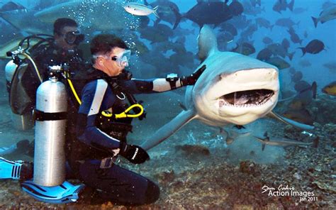 Diving With Bull Sharks In Pacific Harbour Fiji — Buckettripper
