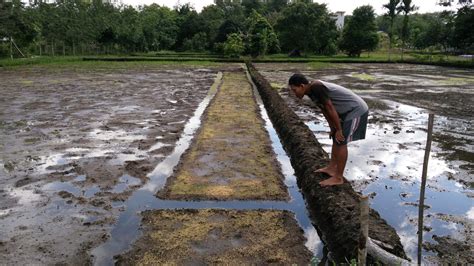 Qualifier » wet land where rice grows. Oyie Penyuluh Pertanian: PERSEMAIAN PADI SAWAH