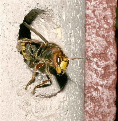 Ein hornissennest im garten oder im haus kann zum problem werden. Hornissenkönigin an der Schloßpforte Foto & Bild | tiere ...